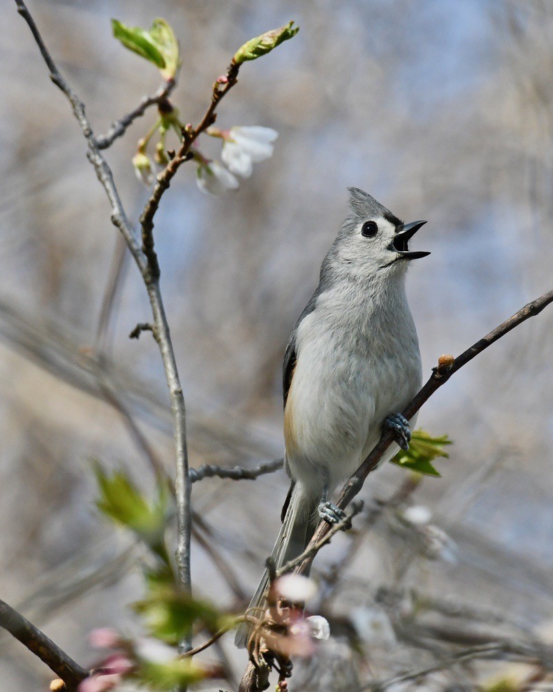 Tufted titmouse marriottsville by lwolfartist is licensed under CC BY 2.0.